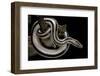 Lichanura Trivirgata Trivirgata (Mexican Rosy Boa)-Paul Starosta-Framed Photographic Print