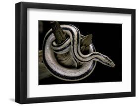 Lichanura Trivirgata Trivirgata (Mexican Rosy Boa)-Paul Starosta-Framed Photographic Print