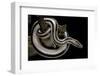 Lichanura Trivirgata Trivirgata (Mexican Rosy Boa)-Paul Starosta-Framed Photographic Print