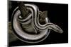 Lichanura Trivirgata Trivirgata (Mexican Rosy Boa)-Paul Starosta-Mounted Photographic Print