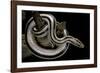 Lichanura Trivirgata Trivirgata (Mexican Rosy Boa)-Paul Starosta-Framed Photographic Print