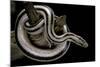 Lichanura Trivirgata Trivirgata (Mexican Rosy Boa)-Paul Starosta-Mounted Photographic Print