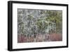 Lichen and Moss-Don Paulson-Framed Giclee Print