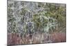 Lichen and Moss-Don Paulson-Mounted Giclee Print