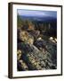 Lichen Covered on Boulders on Continental Divide, Wyoming, USA-Scott T. Smith-Framed Premium Photographic Print