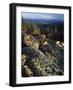 Lichen Covered on Boulders on Continental Divide, Wyoming, USA-Scott T. Smith-Framed Photographic Print