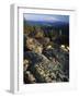 Lichen Covered on Boulders on Continental Divide, Wyoming, USA-Scott T. Smith-Framed Photographic Print