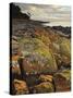 Lichen Covered Rocks, Shore at Greens Beach, Tasmania, Australia, Pacific-Jochen Schlenker-Stretched Canvas