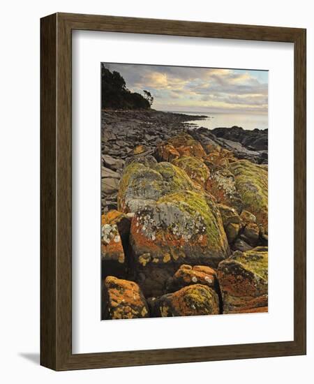 Lichen Covered Rocks, Shore at Greens Beach, Tasmania, Australia, Pacific-Jochen Schlenker-Framed Photographic Print