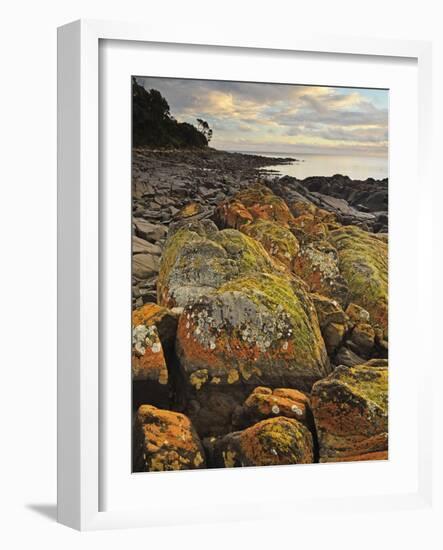 Lichen Covered Rocks, Shore at Greens Beach, Tasmania, Australia, Pacific-Jochen Schlenker-Framed Photographic Print