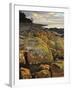 Lichen Covered Rocks, Shore at Greens Beach, Tasmania, Australia, Pacific-Jochen Schlenker-Framed Photographic Print
