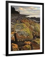 Lichen Covered Rocks, Shore at Greens Beach, Tasmania, Australia, Pacific-Jochen Schlenker-Framed Photographic Print