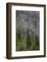 Lichen covered trees at high elevation, Great Smoky Mountains National Park, North Carolina-Adam Jones-Framed Photographic Print