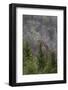 Lichen covered trees at high elevation, Great Smoky Mountains National Park, North Carolina-Adam Jones-Framed Photographic Print