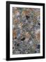 Lichen Fungi-Staffan Widstrand-Framed Giclee Print