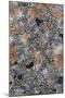Lichen Fungi-Staffan Widstrand-Mounted Giclee Print
