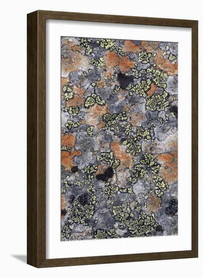 Lichen Fungi-Staffan Widstrand-Framed Giclee Print