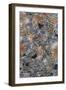 Lichen Fungi-Staffan Widstrand-Framed Giclee Print