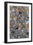 Lichen Fungi-Staffan Widstrand-Framed Giclee Print