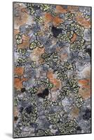 Lichen Fungi-Staffan Widstrand-Mounted Giclee Print