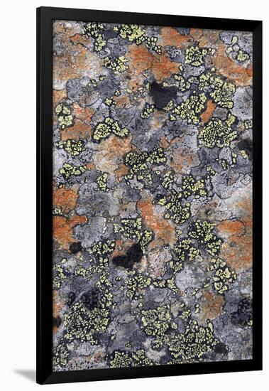 Lichen Fungi-Staffan Widstrand-Framed Giclee Print