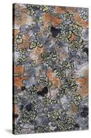 Lichen Fungi-Staffan Widstrand-Framed Stretched Canvas