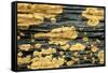 Lichen Golden Crustose Lichen on Fallen Treetrunk-null-Framed Stretched Canvas