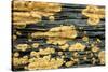 Lichen Golden Crustose Lichen on Fallen Treetrunk-null-Stretched Canvas