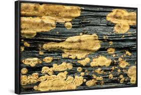 Lichen Golden Crustose Lichen on Fallen Treetrunk-null-Framed Photographic Print