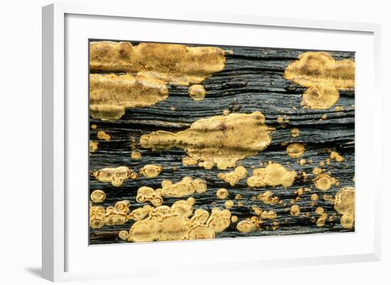 Lichen Golden Crustose Lichen on Fallen Treetrunk-null-Framed Photographic Print