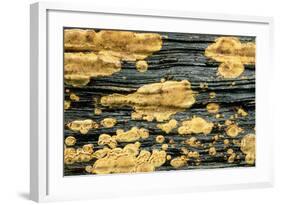 Lichen Golden Crustose Lichen on Fallen Treetrunk-null-Framed Photographic Print