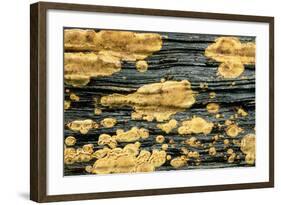 Lichen Golden Crustose Lichen on Fallen Treetrunk-null-Framed Photographic Print