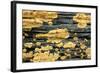 Lichen Golden Crustose Lichen on Fallen Treetrunk-null-Framed Photographic Print