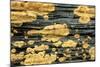 Lichen Golden Crustose Lichen on Fallen Treetrunk-null-Mounted Photographic Print