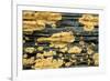 Lichen Golden Crustose Lichen on Fallen Treetrunk-null-Framed Photographic Print
