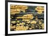 Lichen Golden Crustose Lichen on Fallen Treetrunk-null-Framed Photographic Print