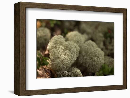 Lichen in beautiful shape-Paivi Vikstrom-Framed Photographic Print