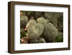 Lichen in beautiful shape-Paivi Vikstrom-Framed Photographic Print