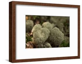 Lichen in beautiful shape-Paivi Vikstrom-Framed Photographic Print