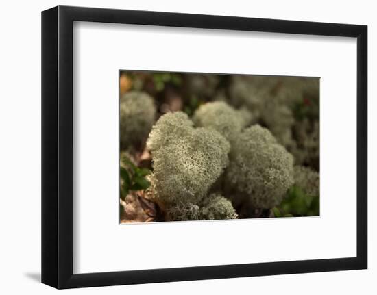Lichen in beautiful shape-Paivi Vikstrom-Framed Photographic Print