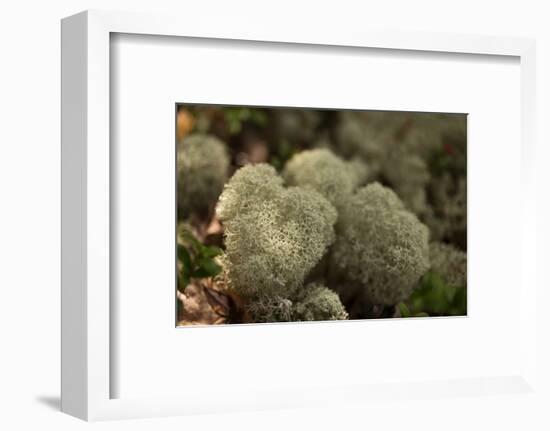 Lichen in beautiful shape-Paivi Vikstrom-Framed Photographic Print