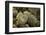 Lichen in beautiful shape-Paivi Vikstrom-Framed Photographic Print