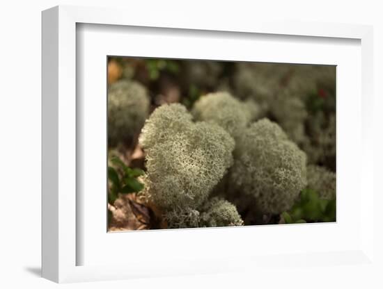 Lichen in beautiful shape-Paivi Vikstrom-Framed Photographic Print