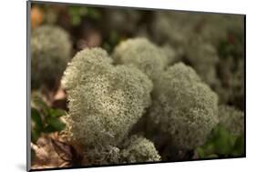 Lichen in beautiful shape-Paivi Vikstrom-Mounted Photographic Print