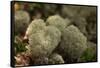 Lichen in beautiful shape-Paivi Vikstrom-Framed Stretched Canvas