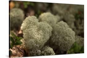 Lichen in beautiful shape-Paivi Vikstrom-Stretched Canvas