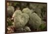 Lichen in beautiful shape-Paivi Vikstrom-Framed Photographic Print