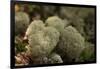 Lichen in beautiful shape-Paivi Vikstrom-Framed Photographic Print