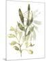 Lichen & Leaves IV-June Vess-Mounted Art Print