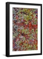 Lichen on Red Rock Formations Near Flagstaff, Arizona-Jaynes Gallery-Framed Photographic Print